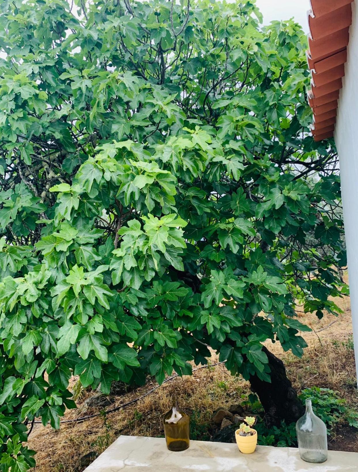 波塔莱格雷Casa 1-Quinta Dos Penedos公寓 外观 照片